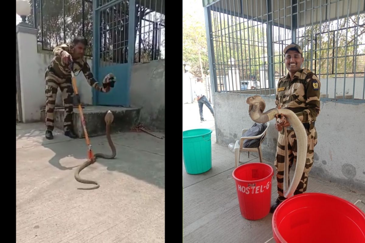 पुणे विद्यापीठातील मुलांच्या वसतिगृहाजवळ आढळला किंग कोब्रा; थरारक रेस्क्यू VIDEO