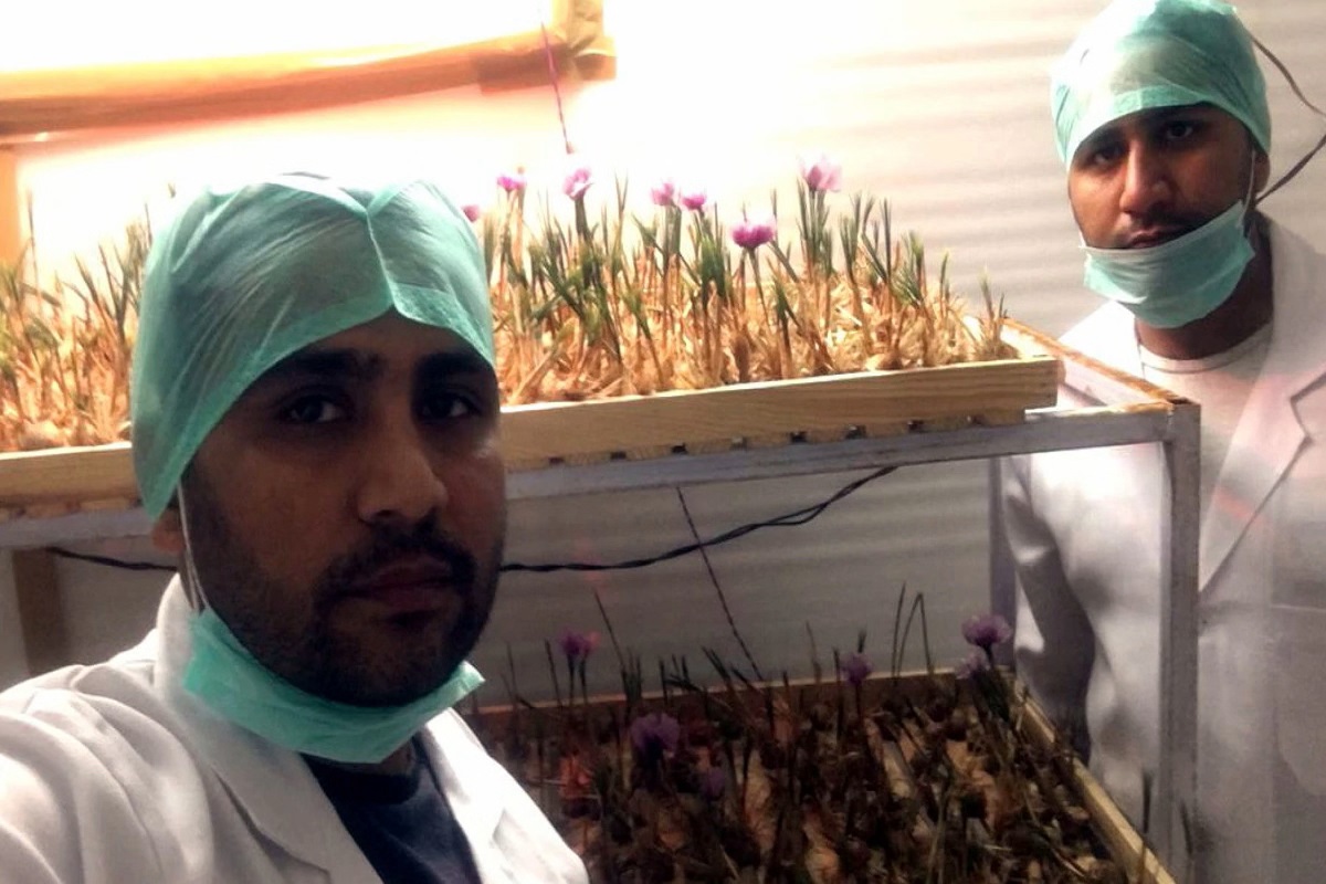 लॉकडाऊनमध्ये गच्चीवर केशराची शेती करत दोघांनी लाखो कमावले, YouTube आणि Google ला बनवलं गुरू!