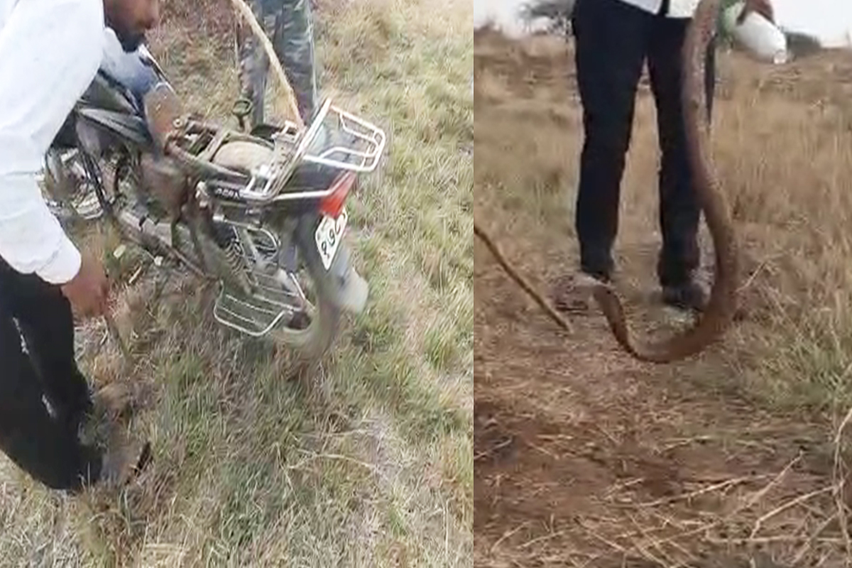 साप दिसला म्हणून दुचाकी सोडून काढला पळ, नागोबा घुसले थेट सीटाखाली, पाहा हा VIDEO
