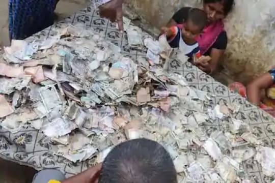 एका क्षणात होत्याचं नव्हतं झालं; घर बांधण्यासाठी साठवलेले 5 लाख रुपये वाळवीने कुरतडले