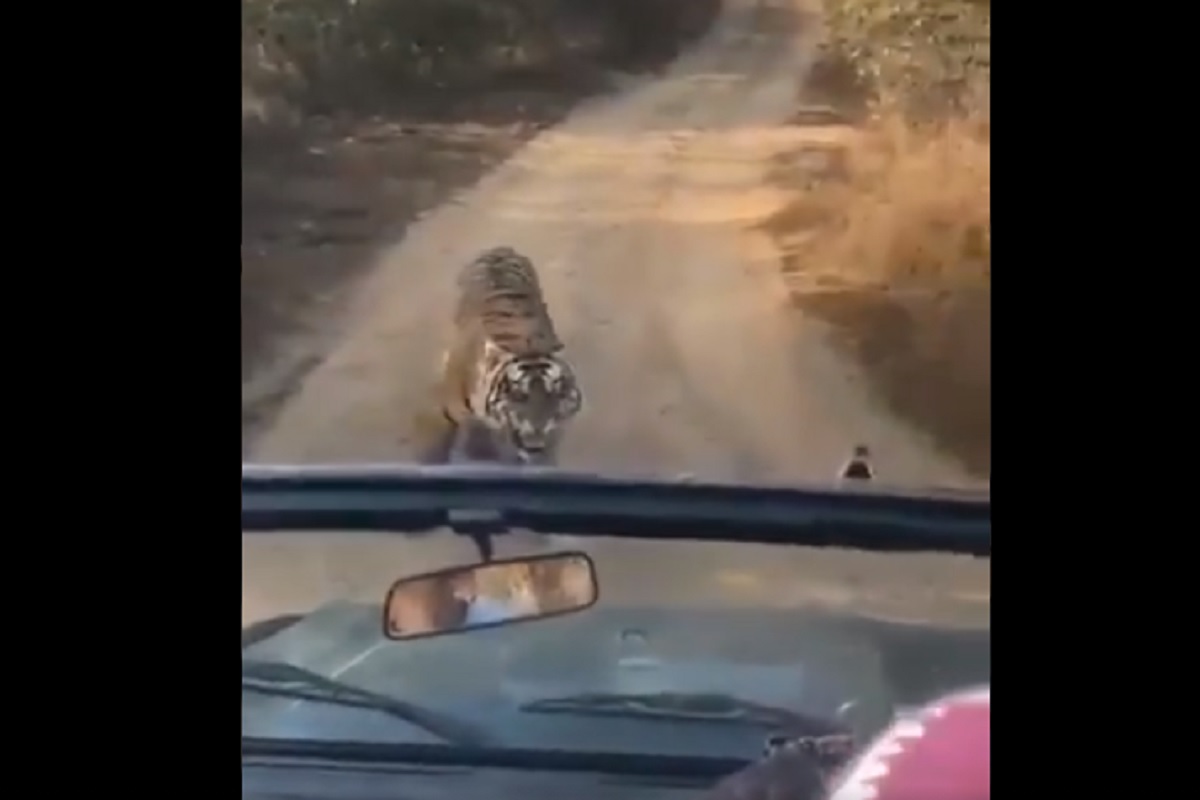 वाघाला आला राग; पर्यटकांच्या दिशेनं वेगात धावत आला आणि... धडकी भरवणारा VIDEO