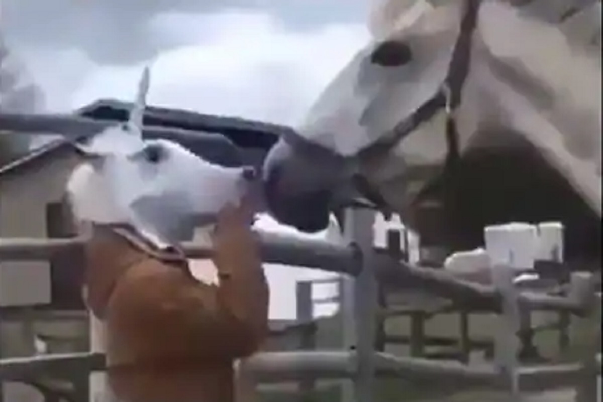 मुखवटा घालून घोड्यासमोर गेला व्यक्ती; पुढे असं काही झालं की...पाहा VIRAL VIDEO