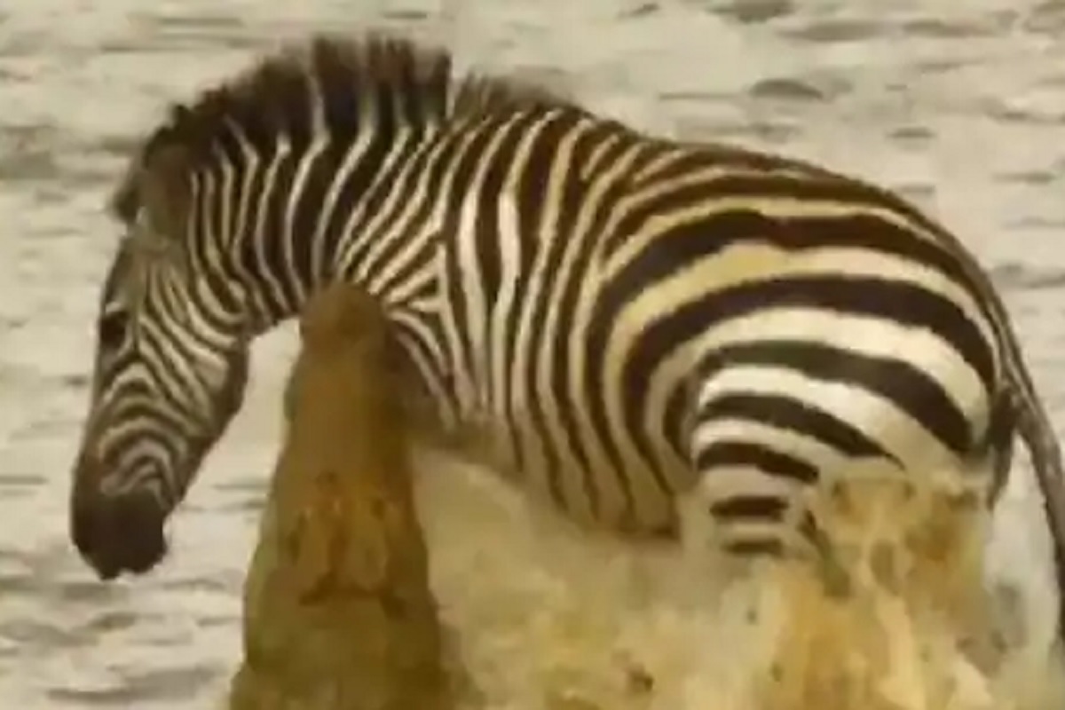 नदी पार करणाऱ्या झेब्रावर मगरीचा हल्ला; पुढे असं काही झालं...पाहा नदीतल्या थराराचा VIDEO