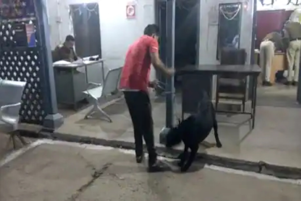 अजबच! DNA चाचणी करून शोधला कुत्र्याचा खरा मालक, हे कसं शक्य झालं?