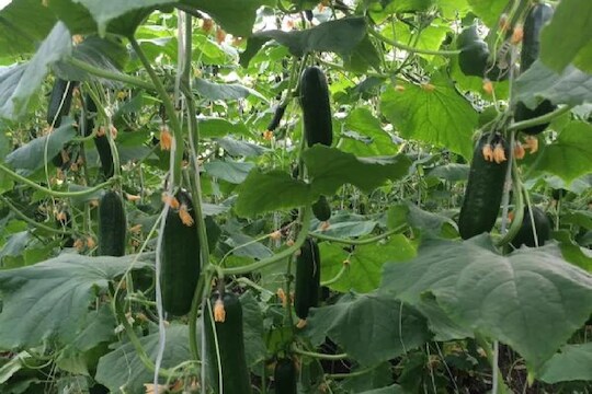 हा व्यवसाय करून अवघ्या 4 महिन्यात कमवा 8 लाख रुपये; सरकारही करेल मदत