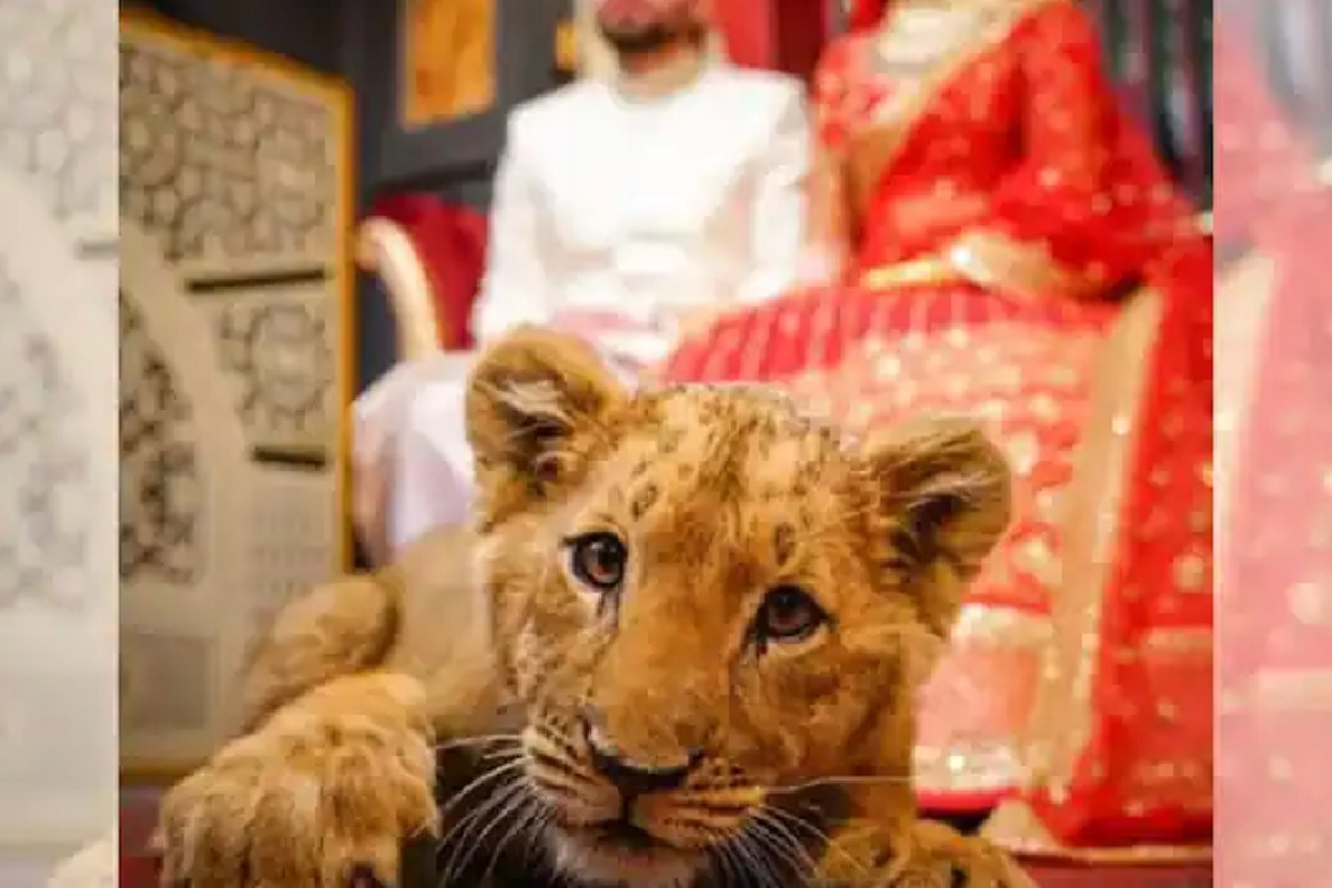 थेट छाव्यासोबत स्डुडिओमध्ये केलं वेडिंग फोटोशूट; गुंगीच औषध देऊन फोटोसेशनचा आरोप