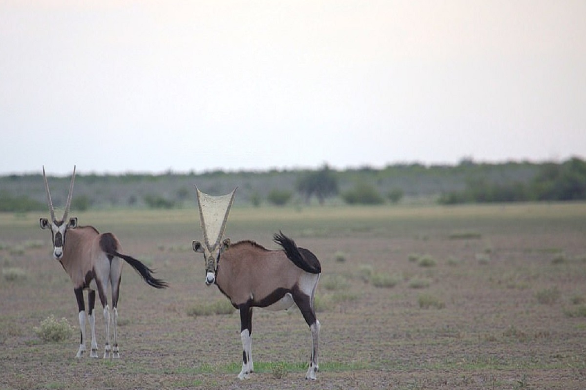 पर्यटकांना दिसलं असं विचित्र काळवीट; त्याच्या शिंगांमध्ये नेमकं काय आहे तुम्ही सांगू शकाल का?