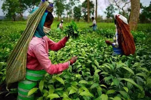 Explainer : आसामच्या निवडणुकीत कोणता मुद्दा महत्त्वाचा? संत शंकरदेव, त्यांच्या मठांचं काय महत्त्व?