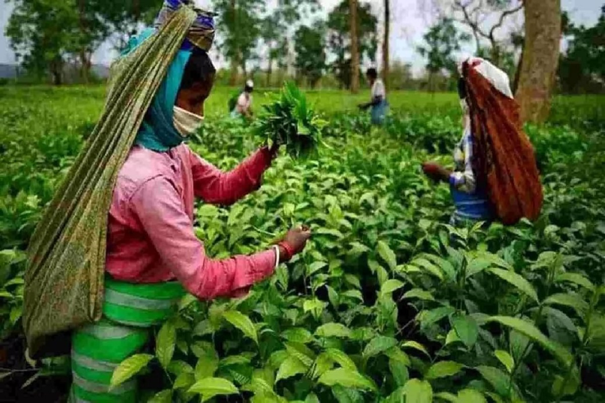 Explainer : आसामच्या निवडणुकीत कोणता मुद्दा महत्त्वाचा? संत शंकरदेव, त्यांच्या मठांचं काय महत्त्व?