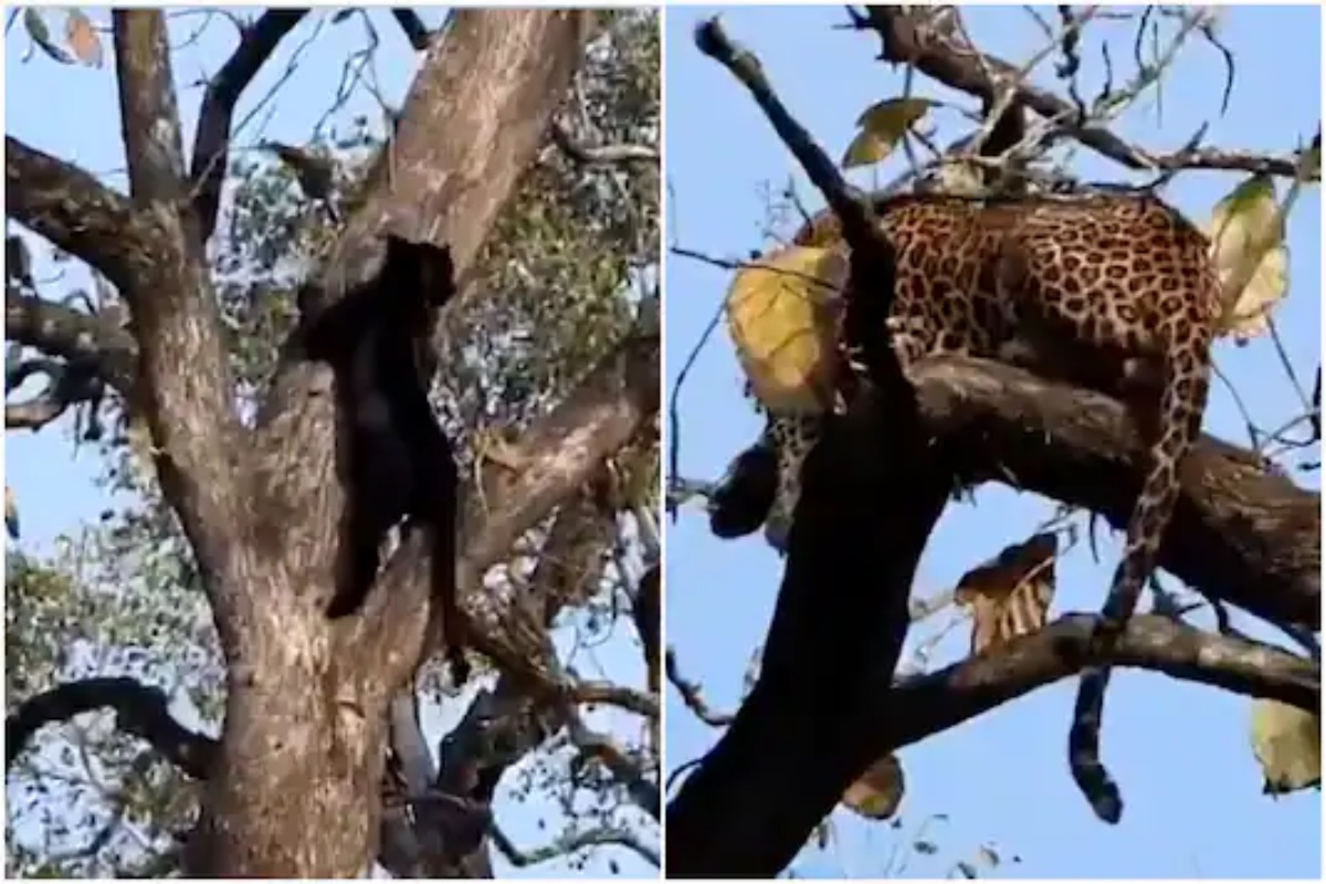 ब्लॅक पँथर आणि बिबट्याचा रंगला सामना, इन्फोसिसच्या नंदन निलेकणींनी शेअर केला भन्नाट VIDEO