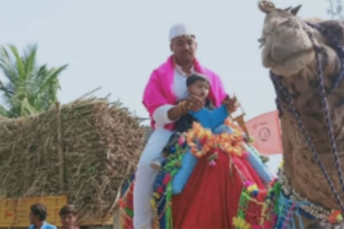 VIDEO : ना गाडी, ना घोडा चक्क उंटावर बीडमधील नवरदेवाची वरात; कारण वाचून तुम्हीही पडाल चाट