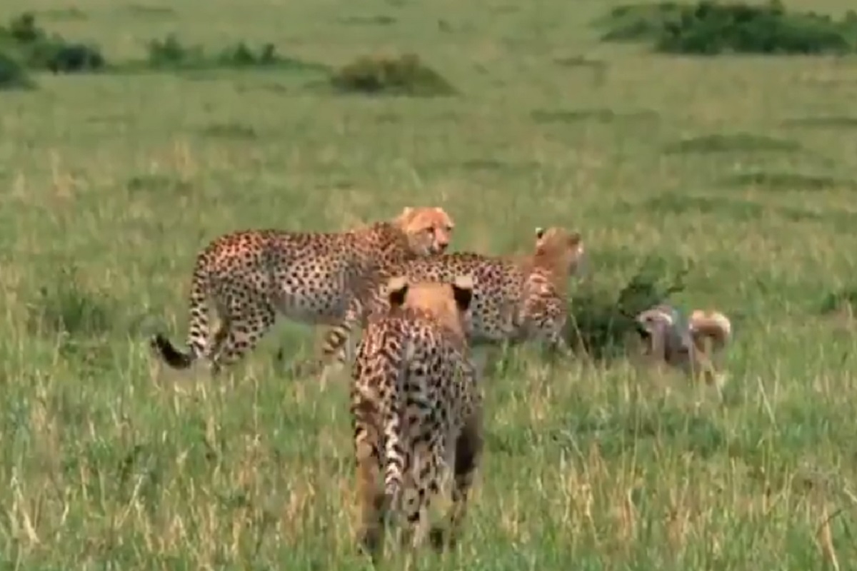 अरे हे काय? एवढ्याशा कुत्र्याला घाबरून भल्यामोठ्या बिबट्याने ठोकली धूम; VIDEO VIRAL