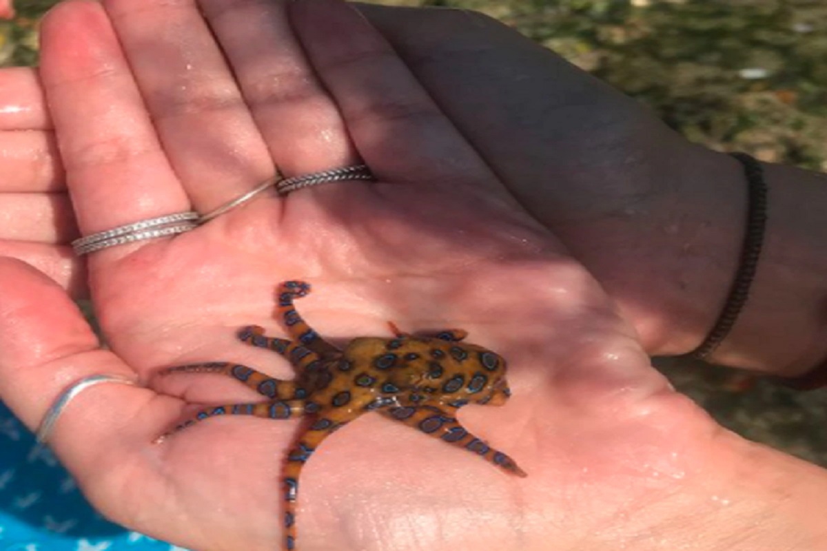 महिलेनं तळहातावर घेतला सुंदर ऑक्टोपस, मात्र त्याचा धोका वाचून हादराल