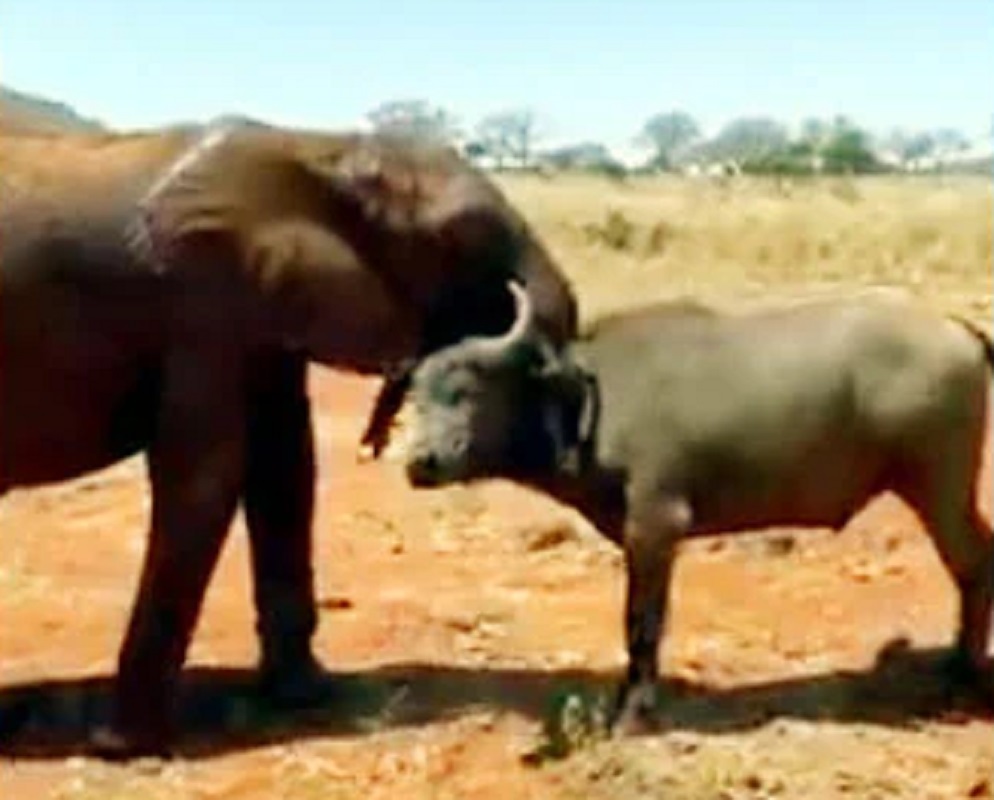 एवढ्याशा म्हशीनं भल्यामोठ्या हत्तीला शिंगावर धरलं आणि... पुढे काय घडलं पाहा VIDEO