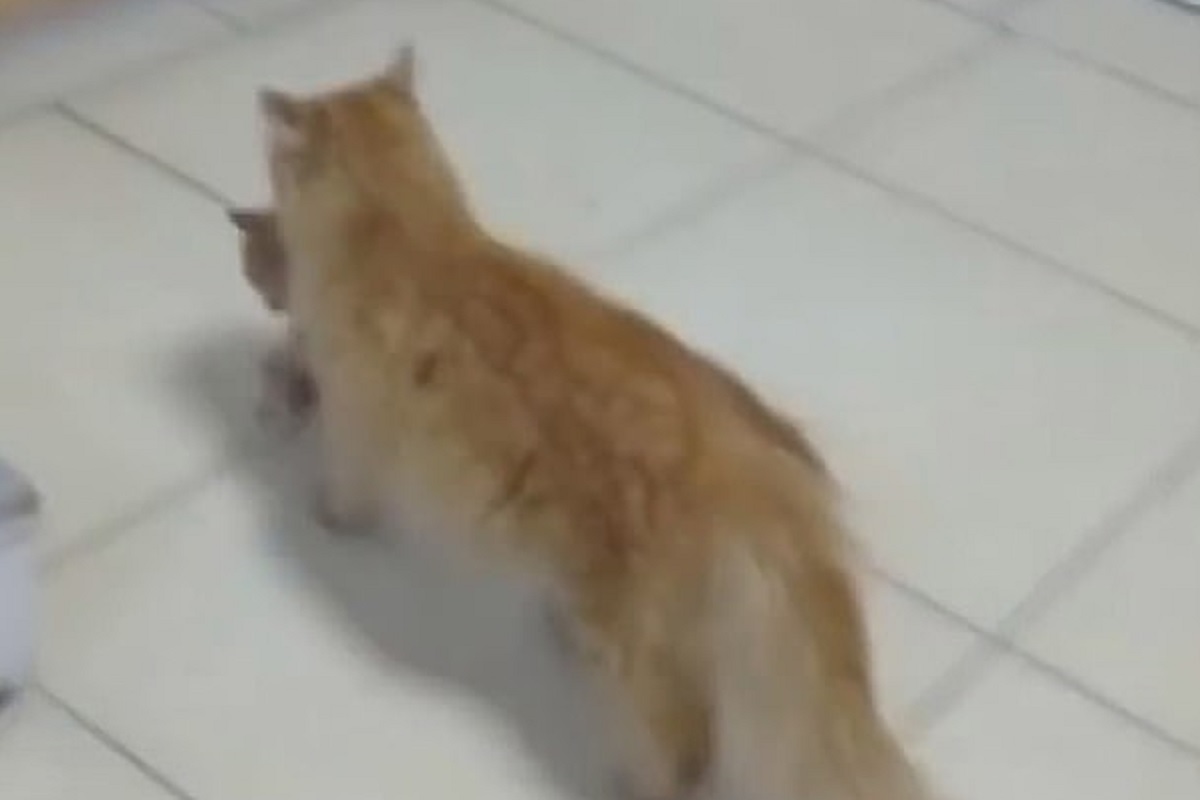 VIDEO - पिल्लाचा एक डोळा उघडेना म्हणून आईची धडपड; मांजरीने थेट गाठलं hospital