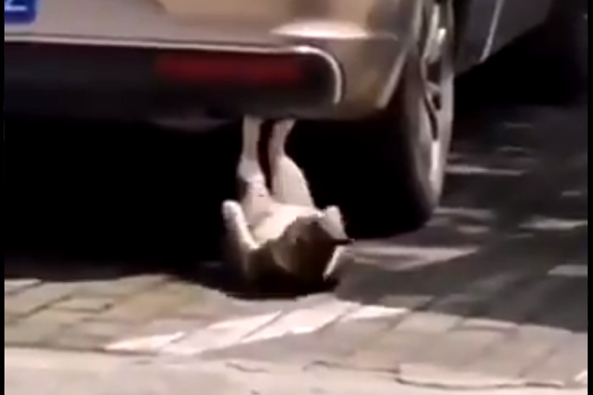 वजन वाढल्याने मांजरालाही आलं टेन्शन; एक्सरसाइज करतानाचा VIDEO VIRAL