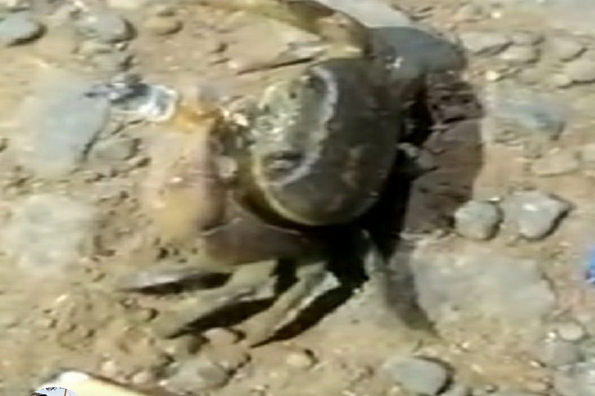 सिगारेट ओढणारा खेकडा कधी पाहिला आहे? VIDEO पाहून बसणार नाही विश्वास!