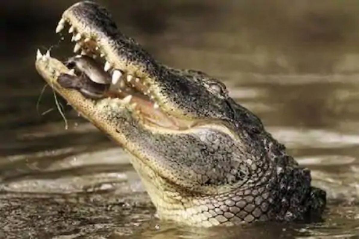 इमारतीचं खोदकाम सुरू असताना आढळली 11 फूट मगर; परिसरात खळबळ