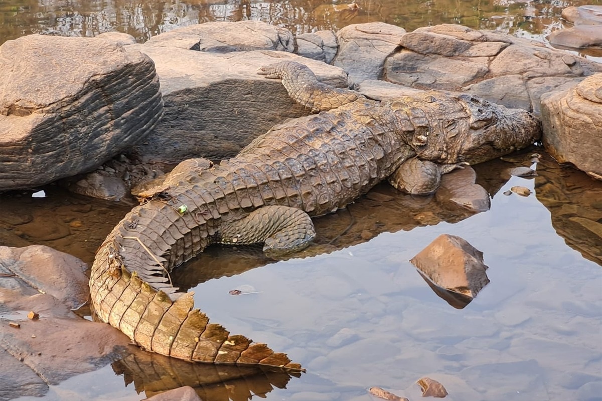 खेडमधील जगबुडी नदीत आणखी एका मगरीचा मृत्यू, दोन वर्षातील चौथी घटना; कारण अस्पष्ट