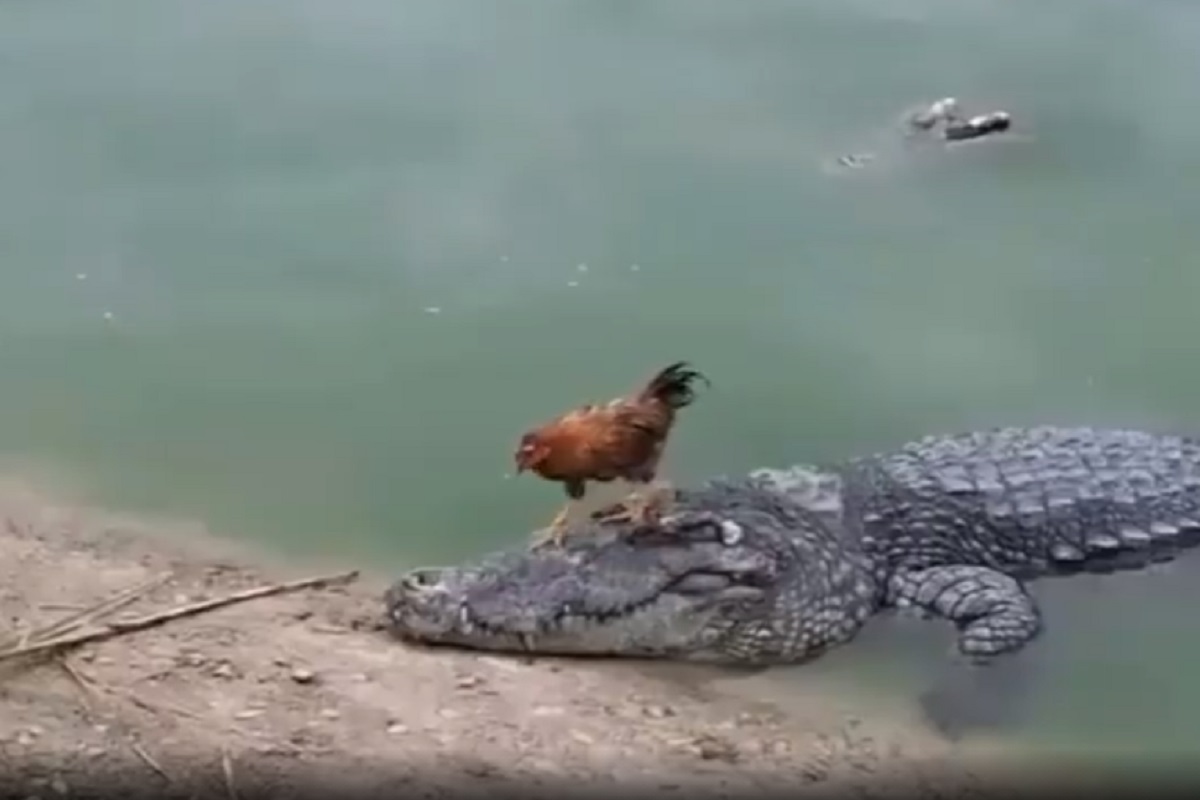 दगड समजून चक्क मगरीवरून चालली कोंबडी; तोंडाजवळ येताच... VIDEO पाहून तुम्ही उडाल