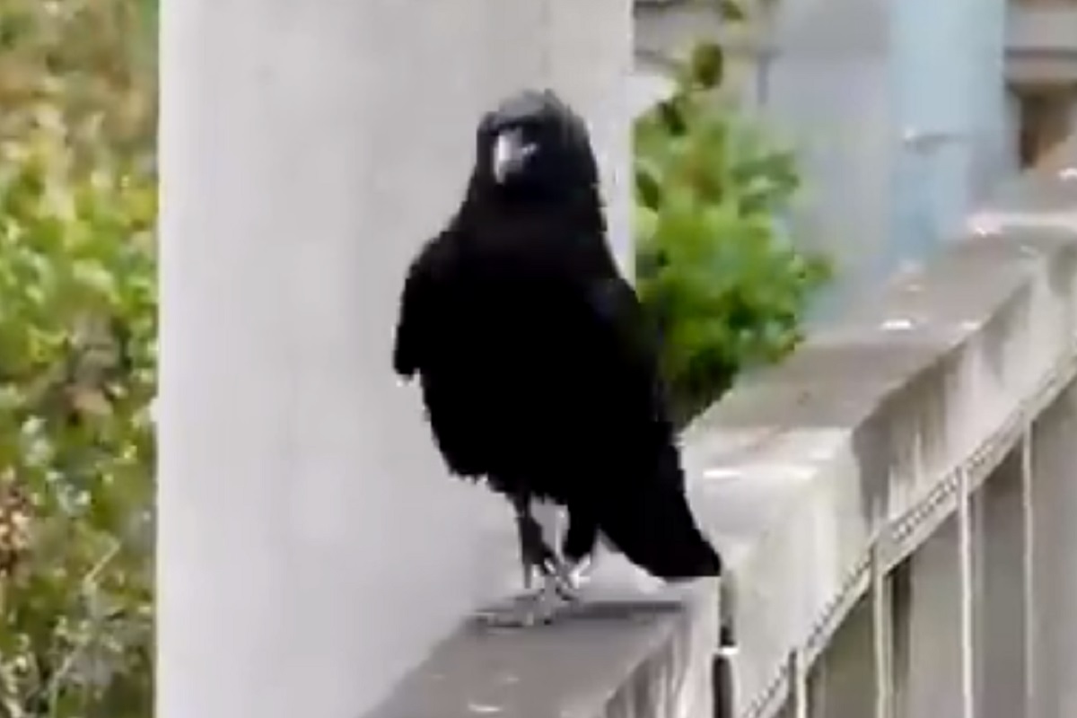 लय भारी! टिकटॉक....टिकटॉक... मॉडेल्सनाही मागे टाकेल असा कावळ्याचा कॅटवॉक