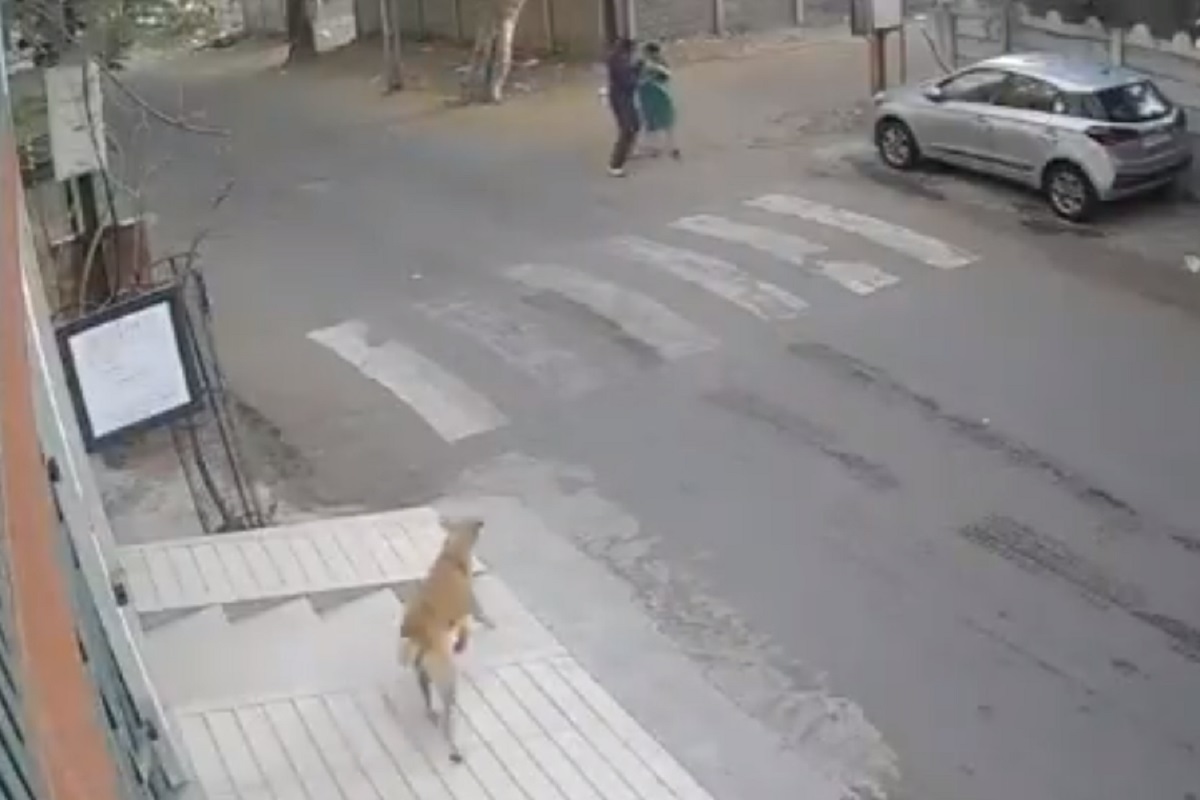 माणसांनाही लाजवेल असं भटक्या कुत्र्यांनी केलं काम; VIDEO पाहून तुम्हीही कराल सलाम