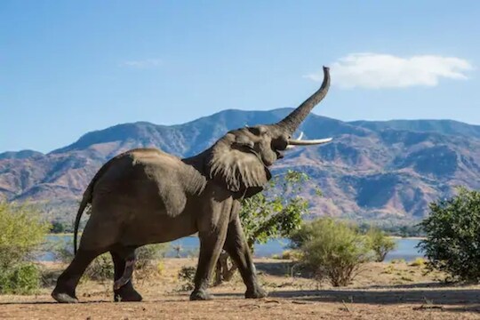 बारा वर्षांनंतर हत्तीला दिसले आपला जीव वाचवणारे डॉक्टर, त्यानं दिलेल्या अनोख्या सलामीनं सगळेच थक्क