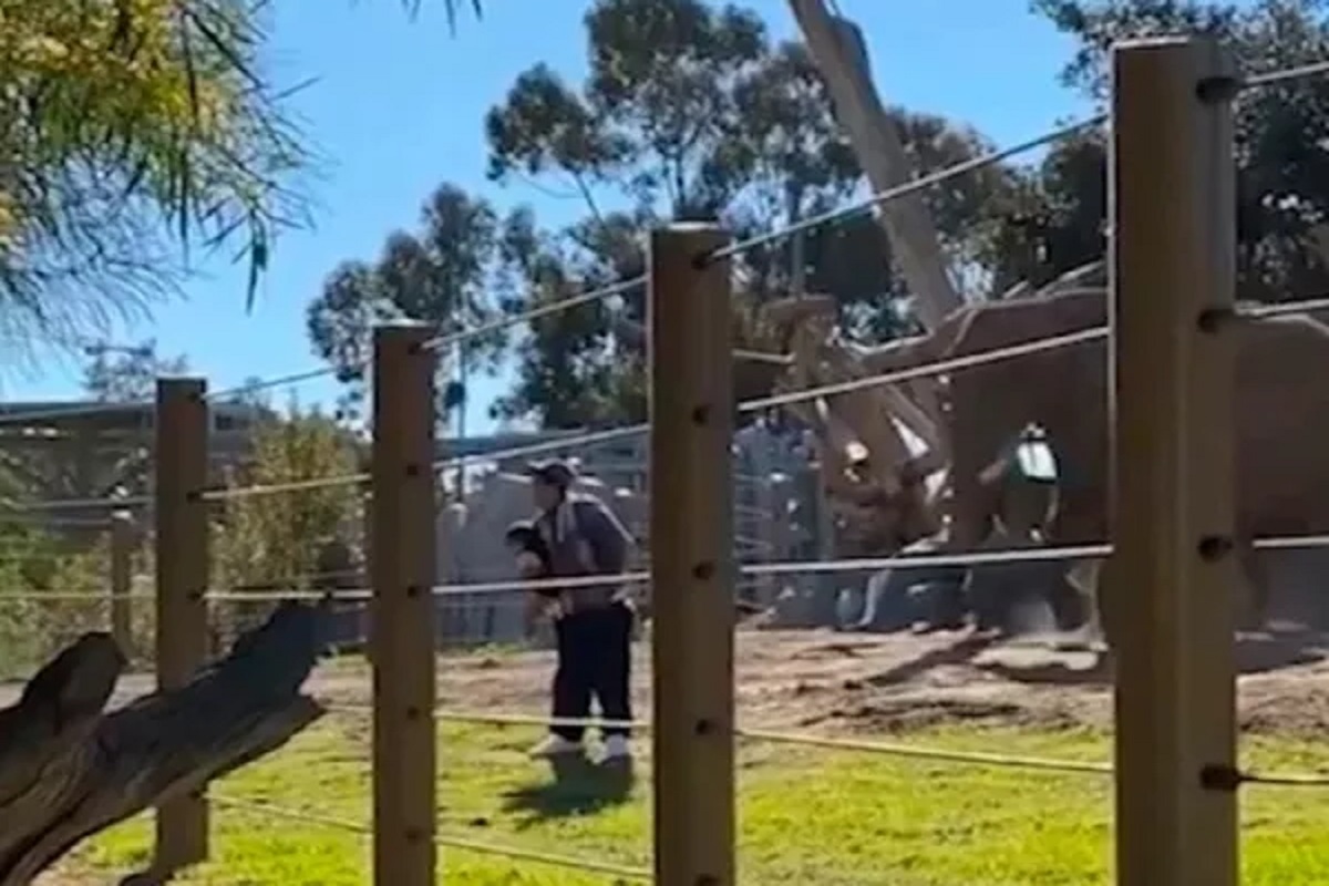 फोटो काढणाऱ्या बापलेकीला पाहून पिसाळला हत्ती; मागून आला आणि... धक्कादायक VIDEO VIRAL