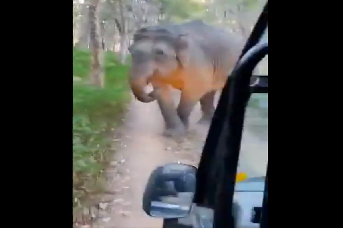 पर्यटकांच्या गाडीवर धावून आला अवाढव्य हत्ती आणि... धडकी भरवणारा VIDEO VIRAL