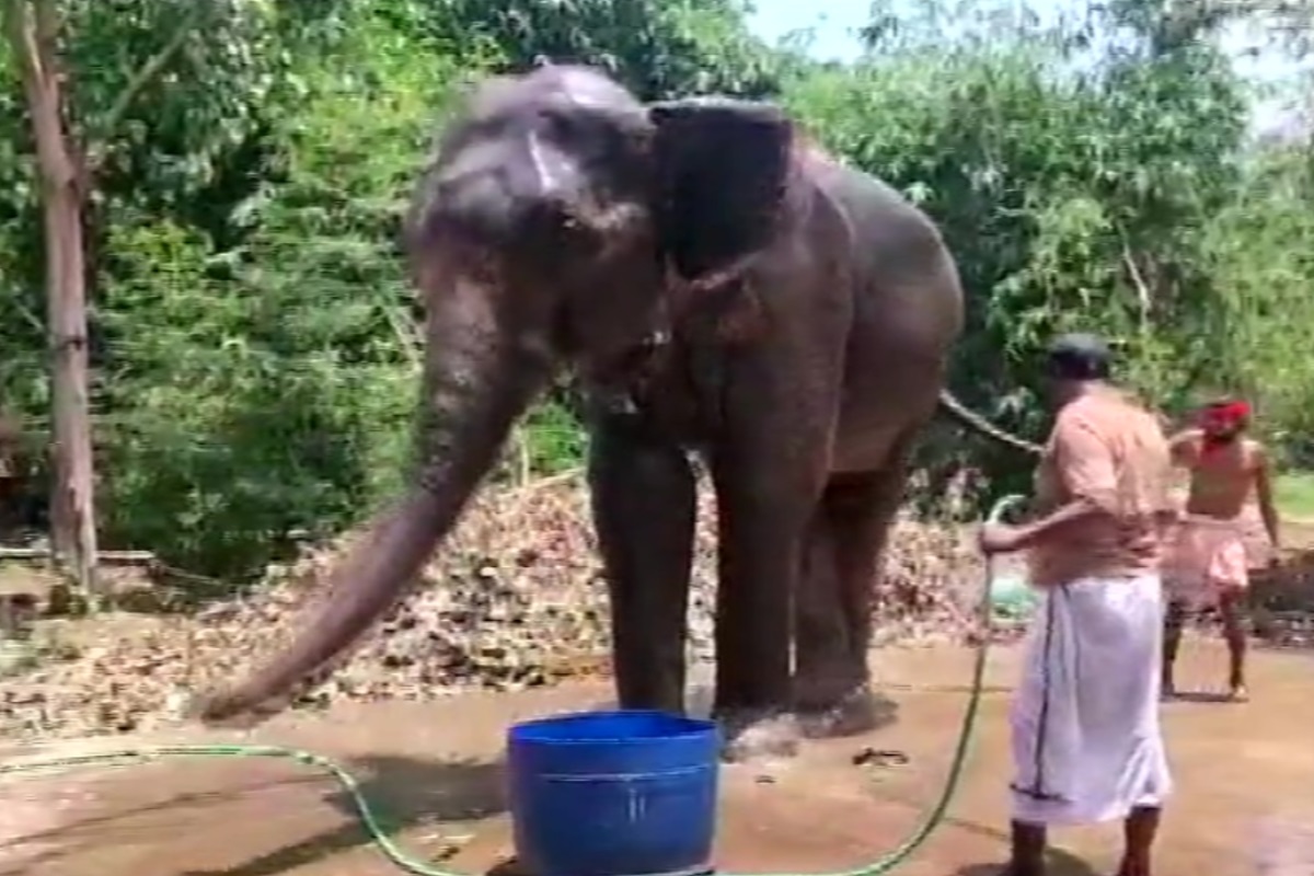 मुलाला बेदखल करत हत्तीच्या नावावर केली 5 कोटीची संपत्ती, वाचा 'हाथी काका'ची कथा