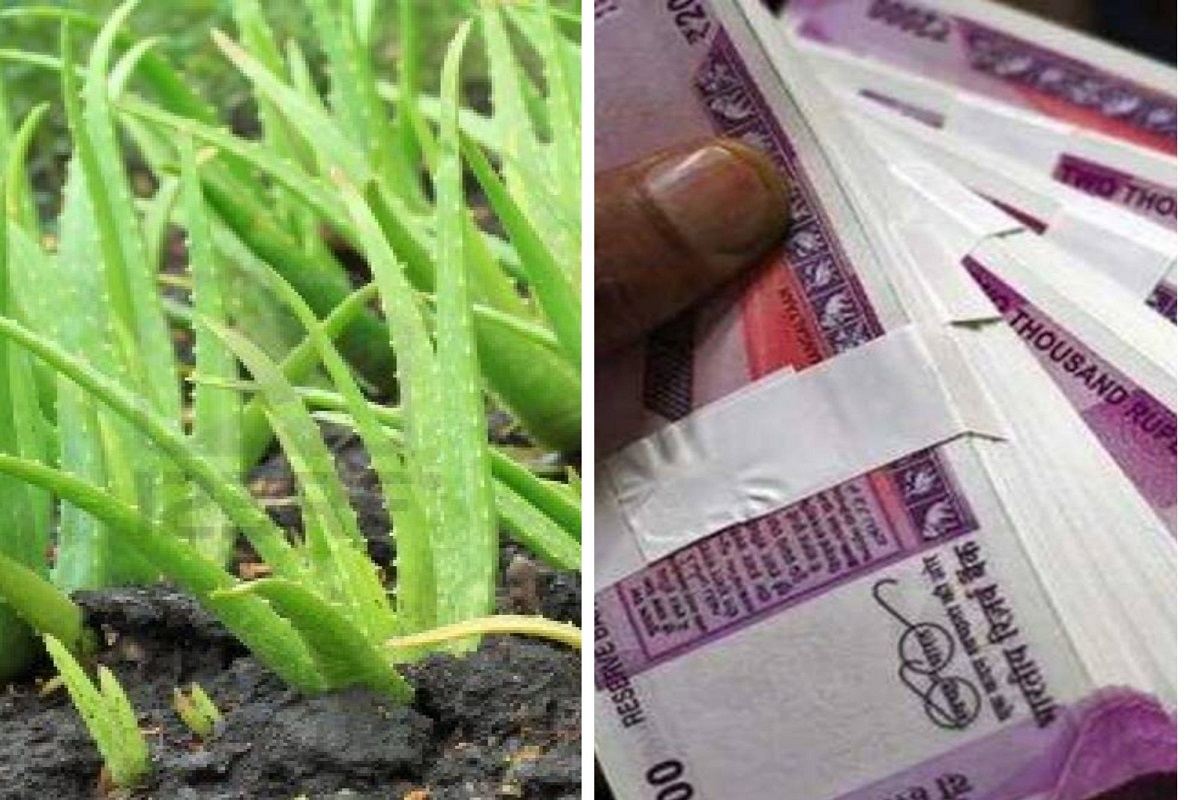 कोरफडची शेती करा आणि मिळवा लाखोंचा नफा, सोबत करा असा जोडव्यवसाय