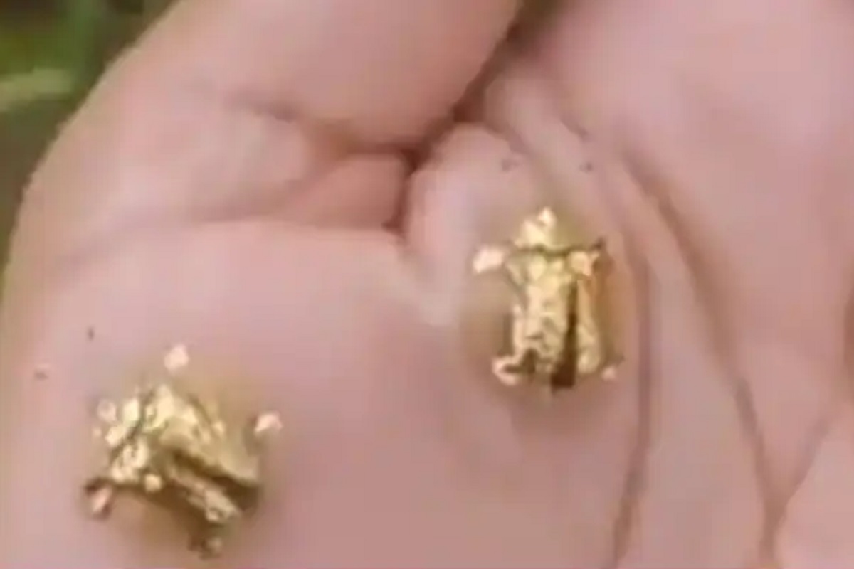 OMG! पाहता पाहता चक्क हवेत उडू लागली कासवं; दुर्मिळ VIDEO पाहण्याची संधी बिलकुल सोडू नका