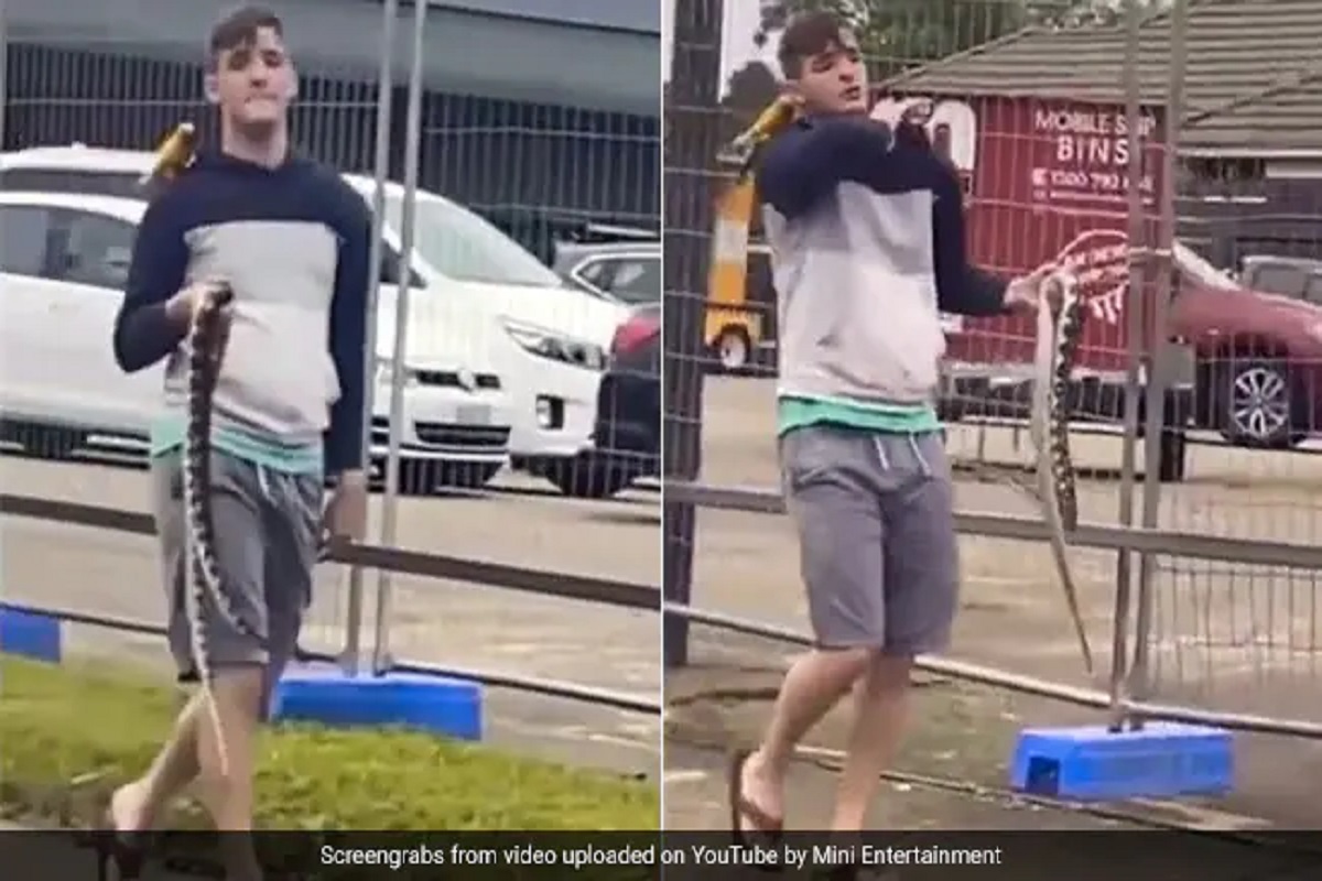 बाप रे! खांद्यावर पोपट आणि हातात अजस्र अजगर घेऊन फिरतो हा माणूस, पाहा VIDEO