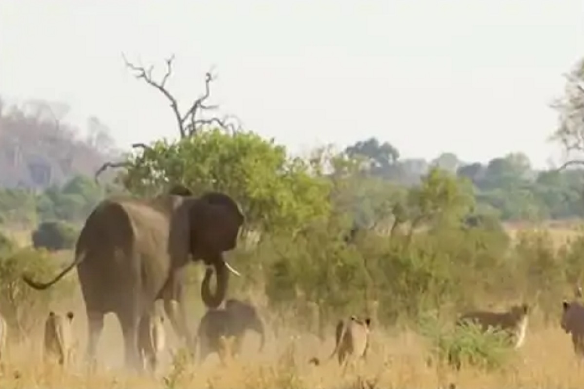 हत्तीवर सिंहाचा हल्ला; पण पुढे असं काही होतं की....पाहा VIRAL VIDEO