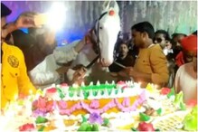 बड्डे आहे घोड्याचा! चेतकच्या मालकाची जंगी पार्टी; 22 किलोचा केक आणि मेजवानी बड्डे आहे घोड्याचा! चेतकच्या मालकाची जंगी पार्टी; 22 किलोचा केक आणि मेजवानी