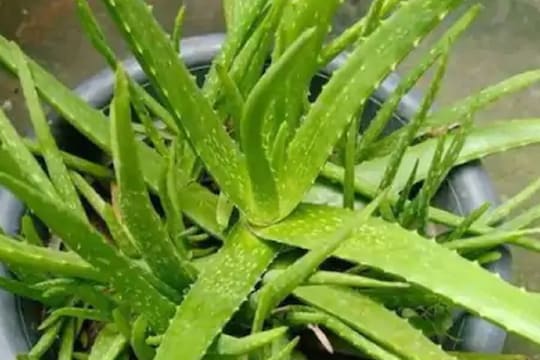 केवळ 50 हजार रुपयांत करा कोरफडीची लागवड, वर्षभरात होईल 10 लाख रुपये कमाई