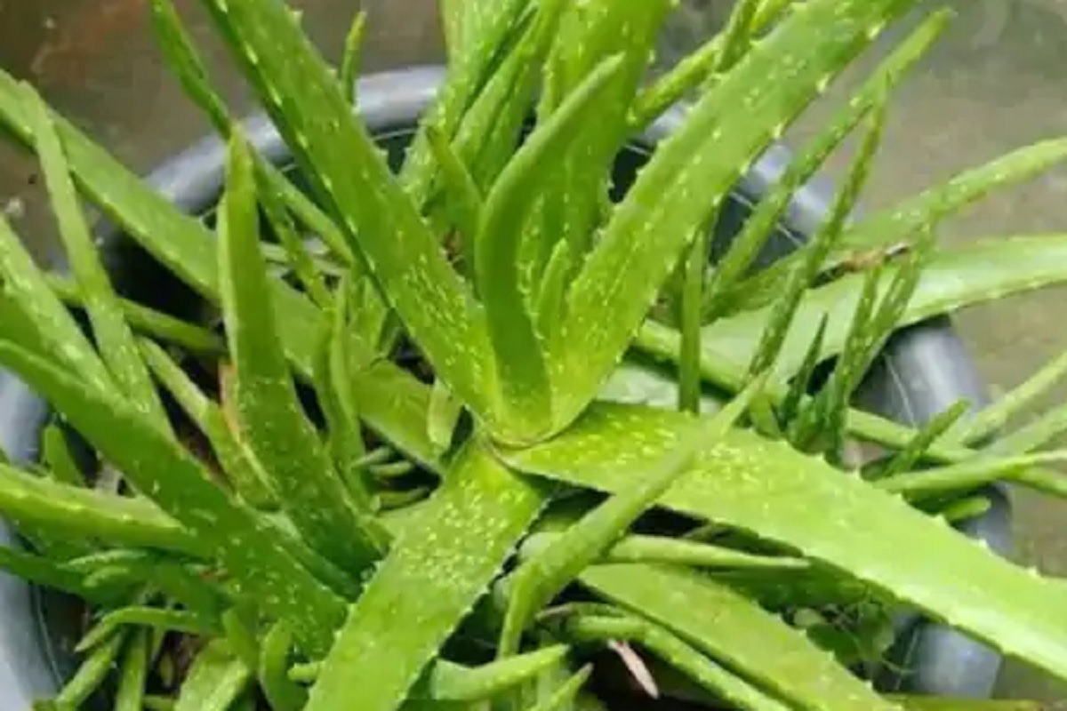 केवळ 50 हजार रुपयांत करा कोरफडीची लागवड, वर्षभरात होईल 10 लाख रुपये कमाई