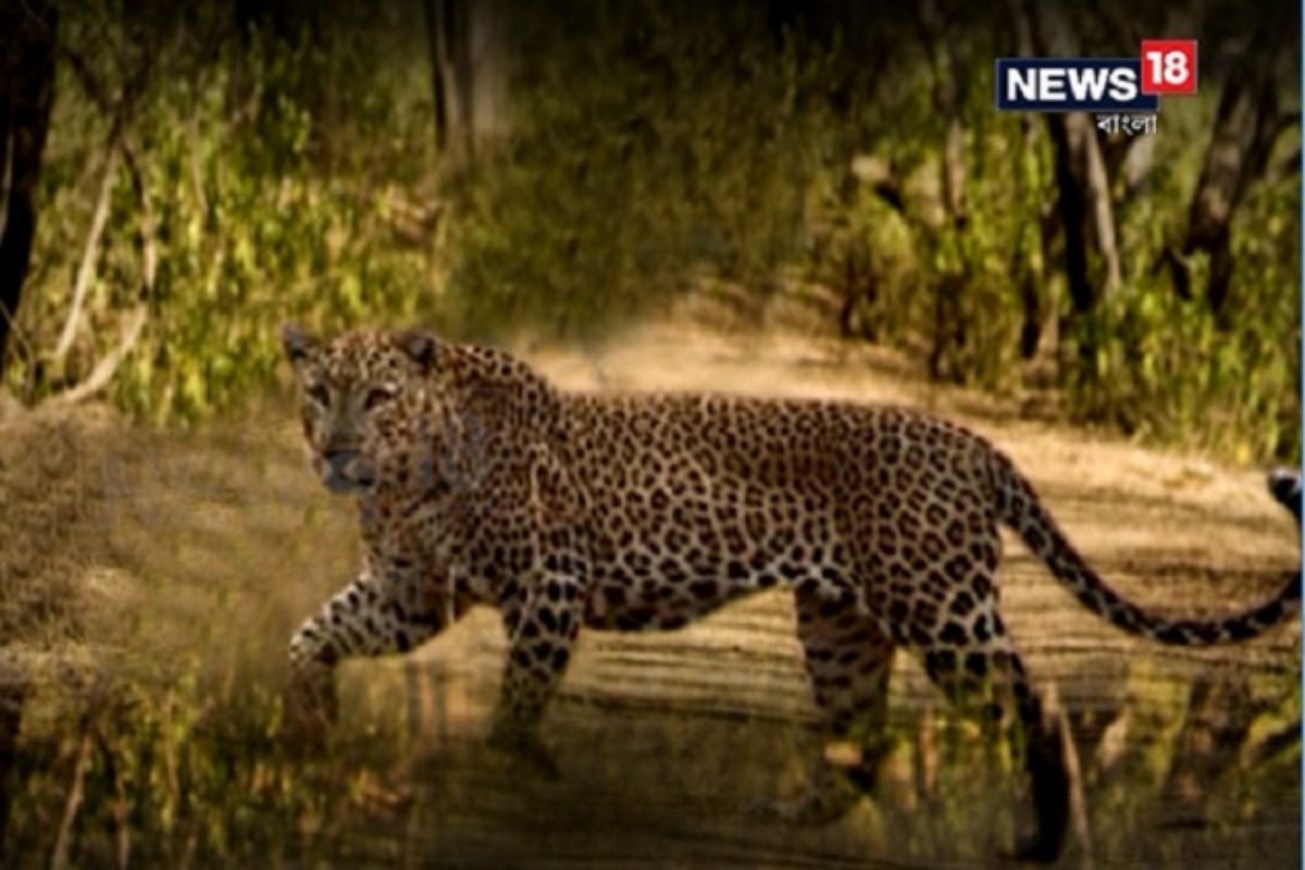 पुण्यात बिबट्याच्या कातडीची तस्करी करणारे दोघे गजाआड; दुचाकीसह 10 लाखांची कातडी जप्त