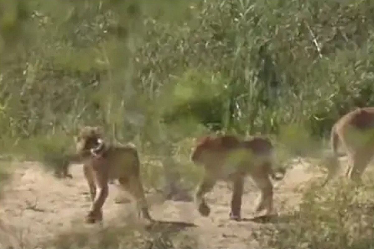 एवढ्याशा पालीची शिकार करणं सिंहाला पडलं चागलंच भारी; नेमकं काय झालं पाहा VIDEO