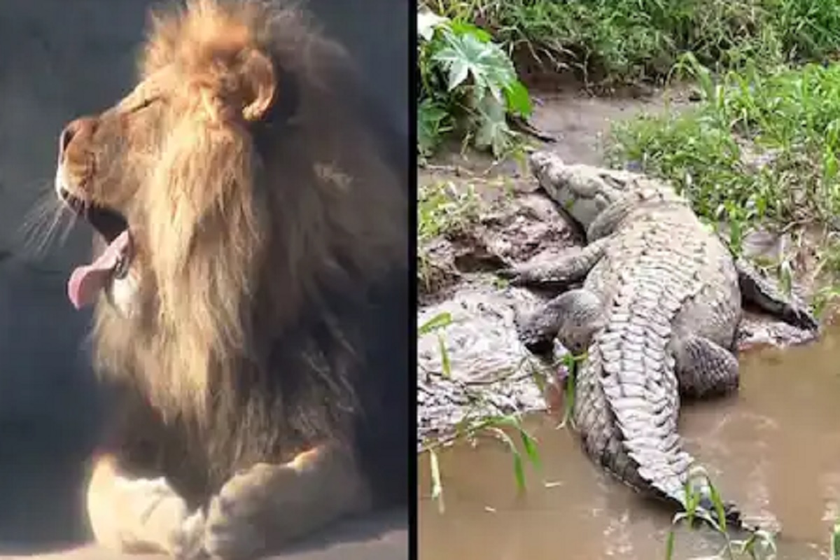 नदीबाहेर असेलल्या मगरीवर सिंहाचा हल्ला; पुढे काय झालं पाहा VIDEO