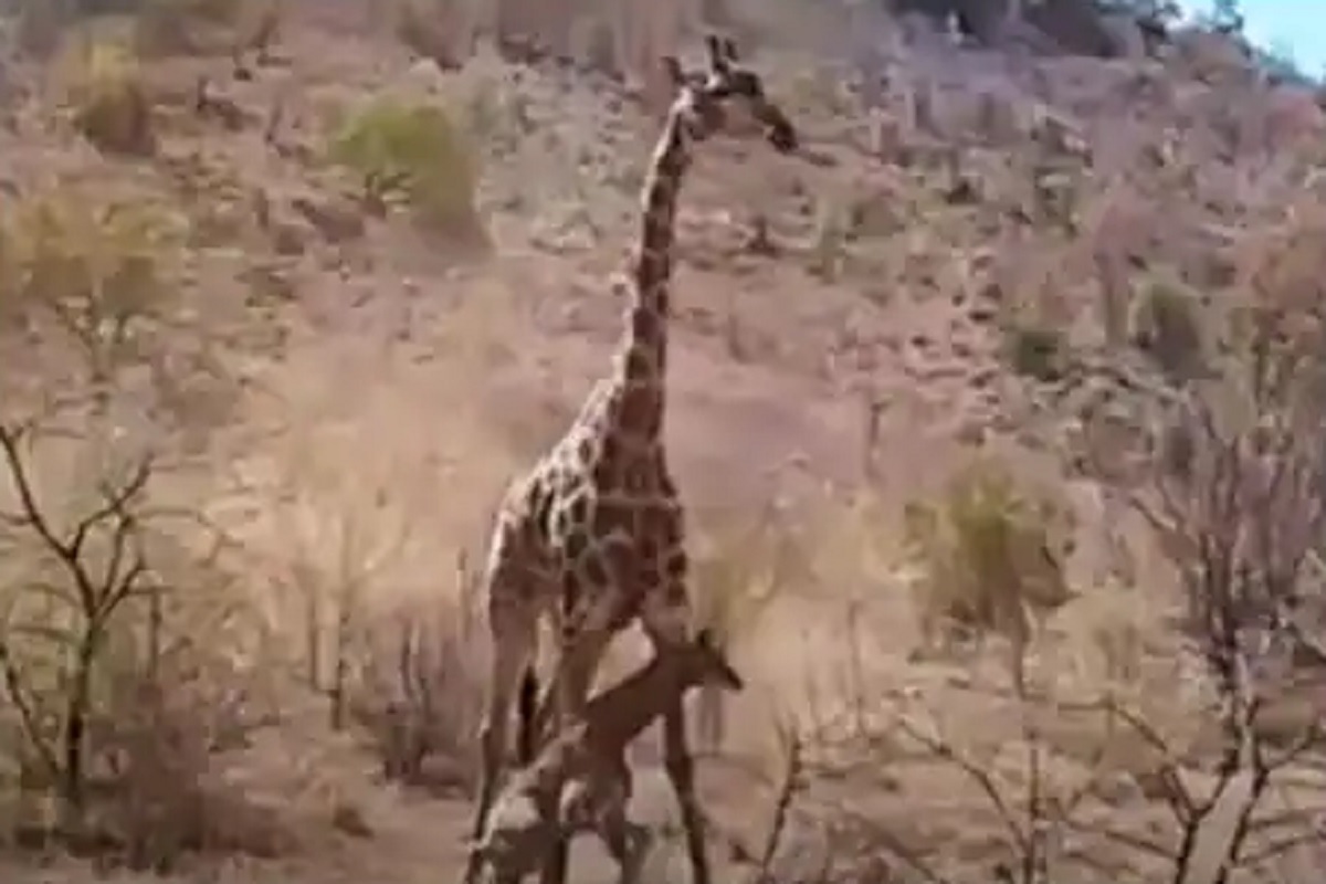 आई ती आईच शेवटी! जिराफाच्या पिल्लांवर सिंहाने केला हल्ला, माऊलीने घेतला जंगलच्या राजाशी पंगा