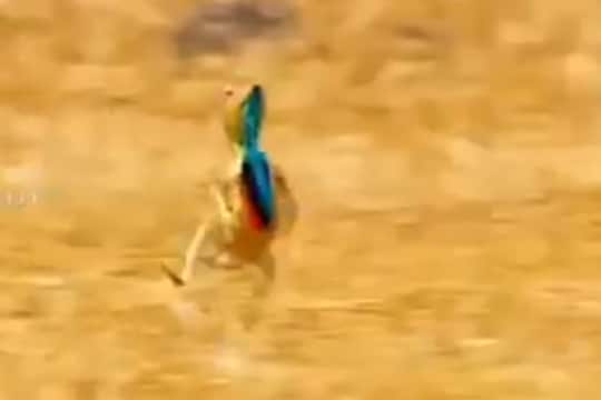 पंख पसरून दोन पायांवर दुडूदुडू पळणारा सरडा; कधीच पाहिला नसेल असा VIDEO