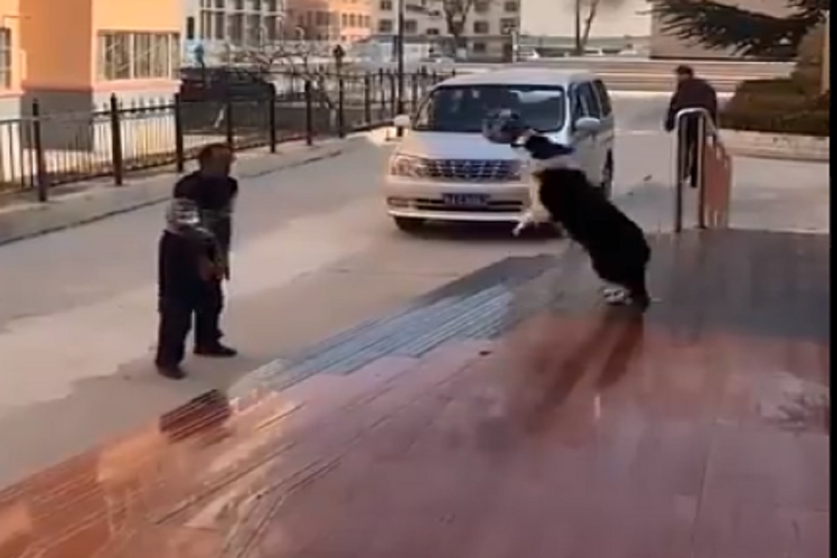 Man Vs Dog : अनोख्या Volleyball मॅचमध्ये खरा खिलाडी कोण? VIDEO पाहून तुम्हीच सांगा