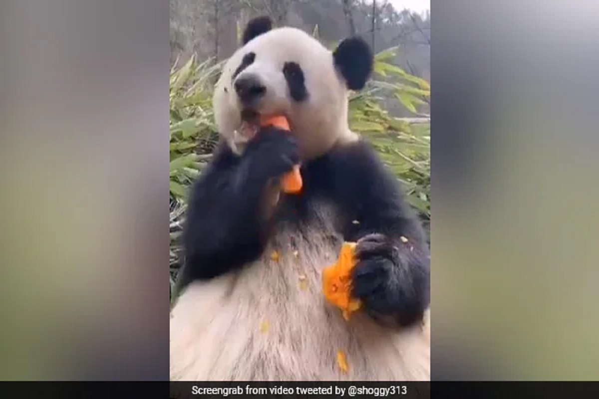 क्युट पांडा; हुबेहुब माणसासारखं खातो गाजर, VIDEO पाहून म्हणाल कमाल आहे!