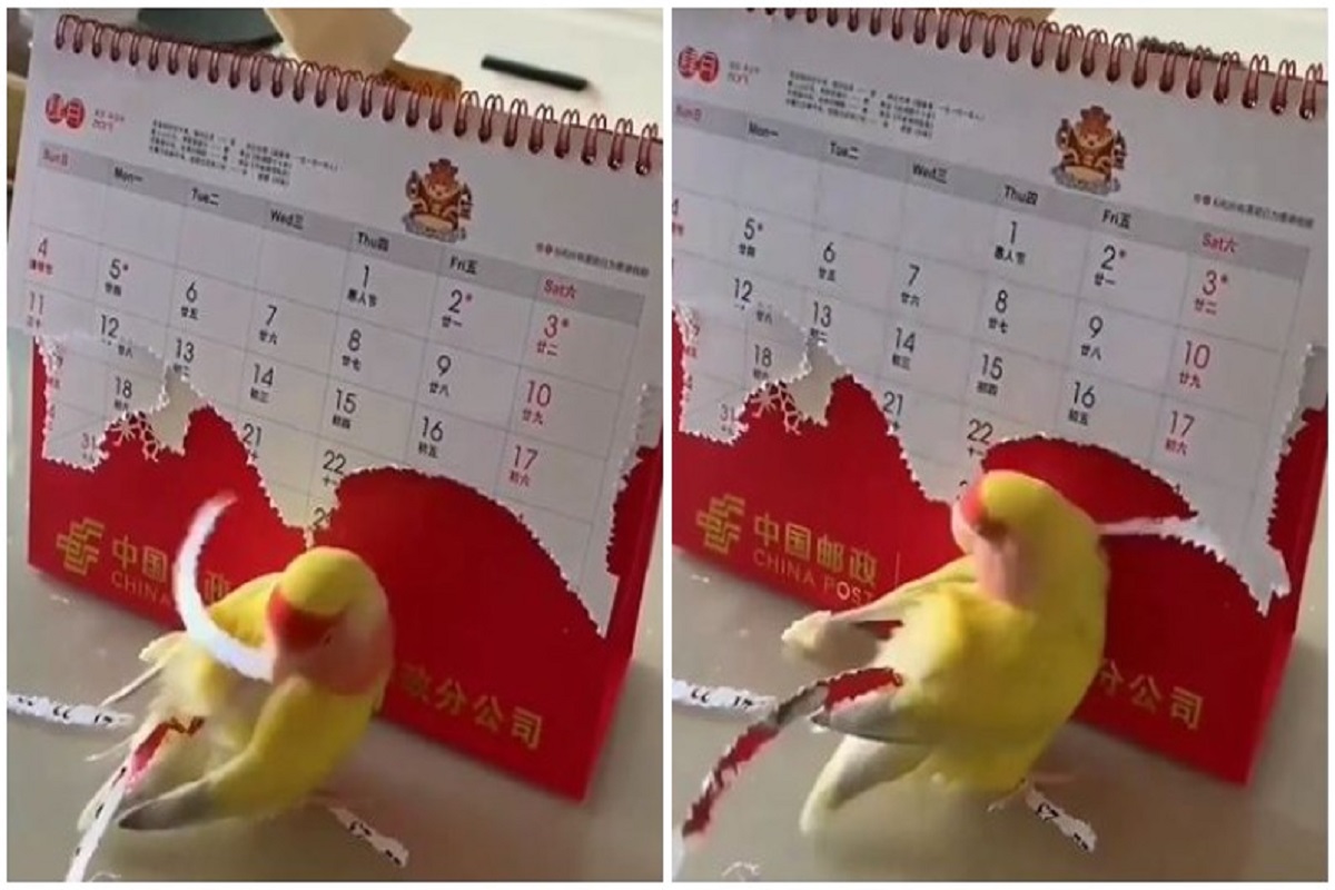 क्या बात है! आखूड शेपटी लांब करण्यासाठी पोपटाची धडपड, VIDEO पाहून व्हाल थक्क