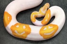 4 लाखांना विकला गेला दुर्मिळ Smiley अजगर; काय आहे त्याच्यावरील स्माईलीचं रहस्य 4 लाखांना विकला गेला दुर्मिळ Smiley अजगर; काय आहे त्याच्यावरील स्माईलीचं रहस्य