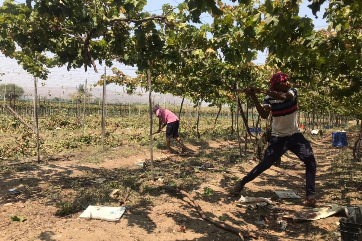 पुण्यातील द्राक्ष बागायतदार संकटात; उभ्या पिकावर चालवली कुऱ्हाड