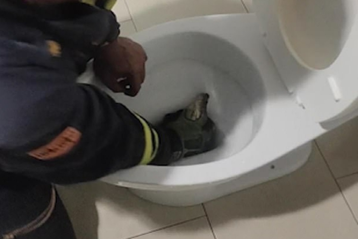 OMG! टॉयलेटवर सीटवर बसताच खालून आला अजगर आणि...; पुढे काय घडलं पाहा Shocking Video