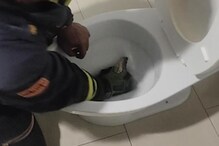 टॉयलेटवर सीटवर बसताच खालून आला अजगर आणि...; पुढे काय घडलं पाहा Shocking Video टॉयलेटवर सीटवर बसताच खालून आला अजगर आणि...; पुढे काय घडलं पाहा Shocking Video