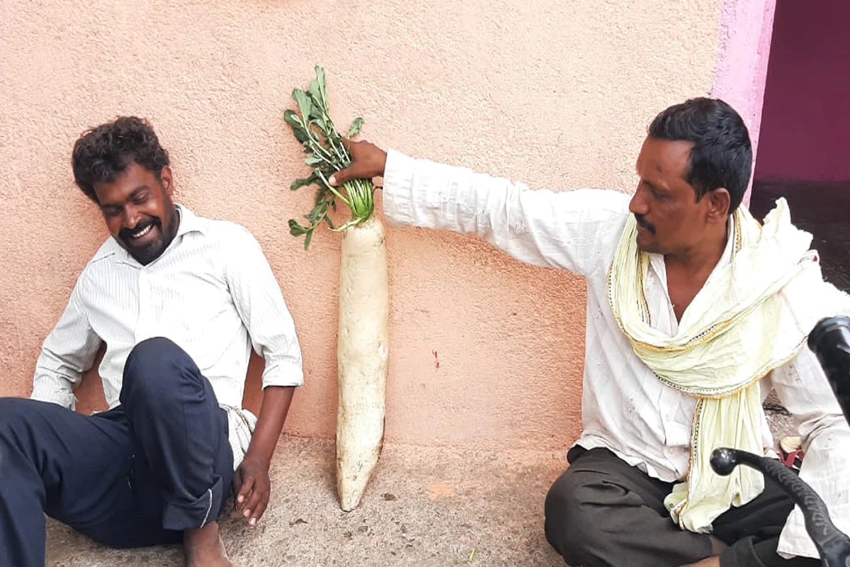 राक्षसी मुळा! महाराष्ट्रातल्या या शेतकऱ्यानं केलेला चमत्कार पहायला होते आहे गर्दी
